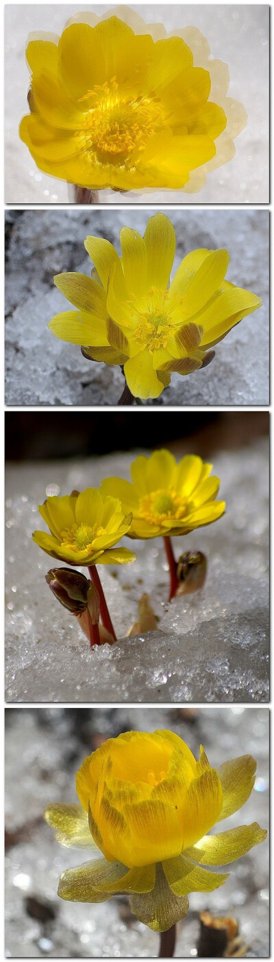 冰凌花（顶冰花、冰了花、福寿草）开放的时间正是冬末春初冰雪尚未消融的极为寒冷时节，在没有其他植物萌生的情况下，它一花独放是多么难能可贵。因此，它有很好的观赏价值