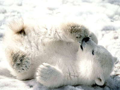 北极熊宝宝，天生萌