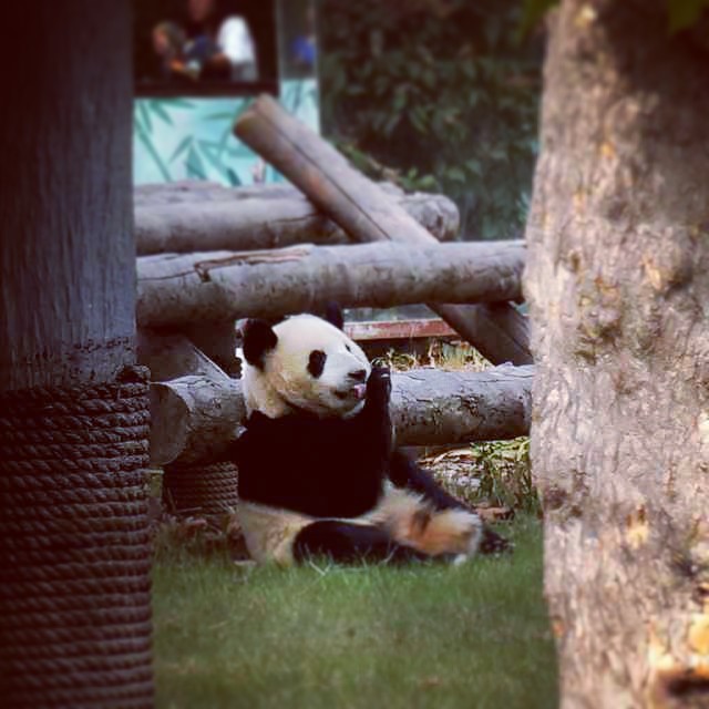 panda 熊猫