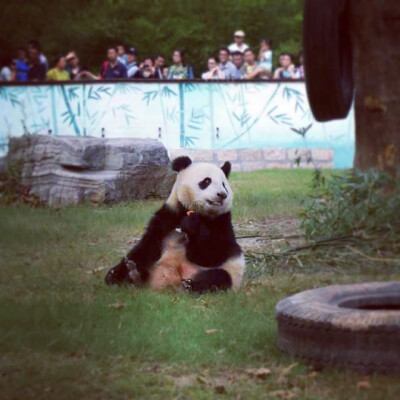 熊猫 panda