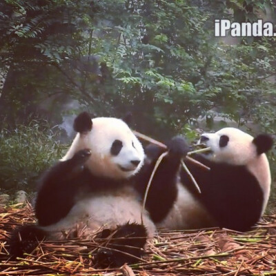 熊猫 panda