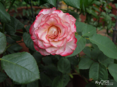 西班牙舞娘http://bbs.my0511.com/f81b-t4528076z-1-2