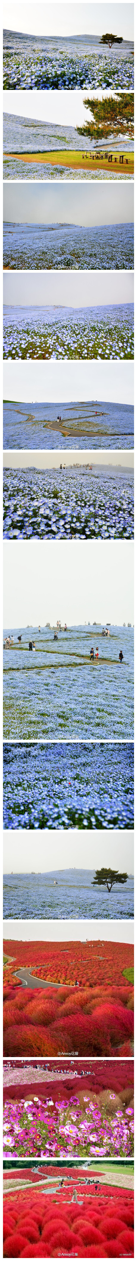 日本茨城县日立海滨公园Hitachi Seaside Park (Hitachinaka City)是一个四季都会改变颜色的公园。在每年的四月下旬至五月下旬呈现给人们的是一片湛蓝天堂——“门氏喜林草”之丘，秋季则是火焰之海，宛如幻梦。