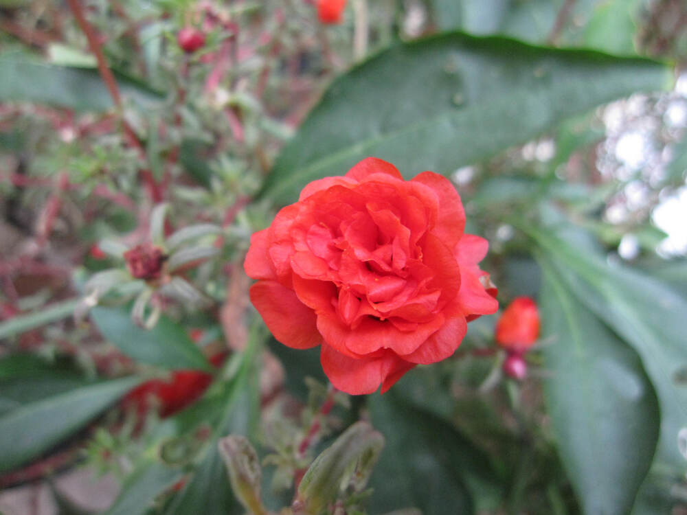 太阳花，拉丁学名Portulaca grandiflora，又称松叶牡丹、大花马齿苋。马齿苋科、马齿苋属。喜欢温暖、阳光充足而干燥的环境，见阳光花开，早、晚、阴天闭合，故有太阳花、午时花之名。原产南美巴西，现东亚、中亚、西亚、北亚大部都广泛分布。