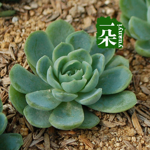 一朵园艺【冰莓月影】多肉植物，4cm