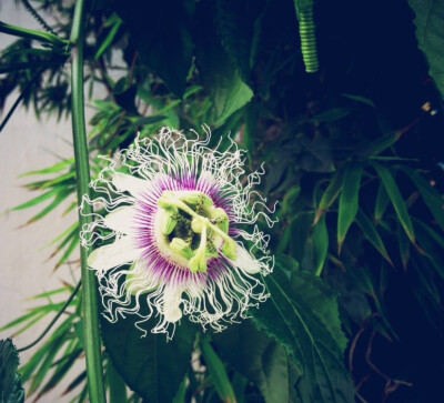 和植物一起生活