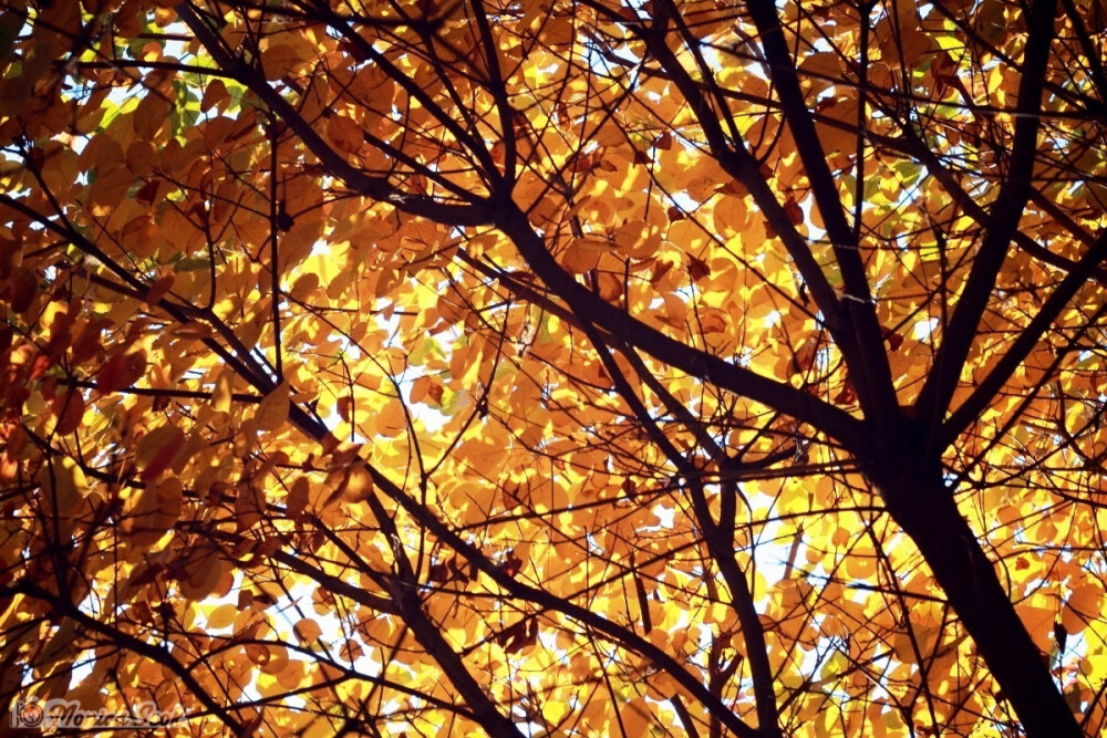 黄叶 叶子 秋 黄栌 leaves