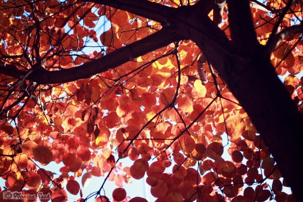 红叶 叶子 秋 黄栌 leaves