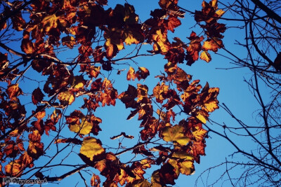 黄叶 叶子 秋 法国梧桐 leaves