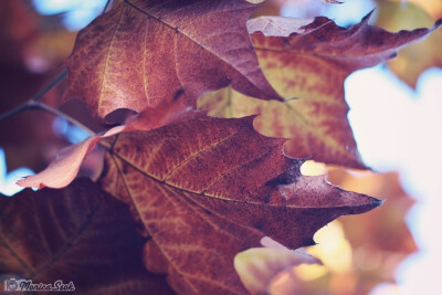 叶子 秋 法国梧桐 leaves