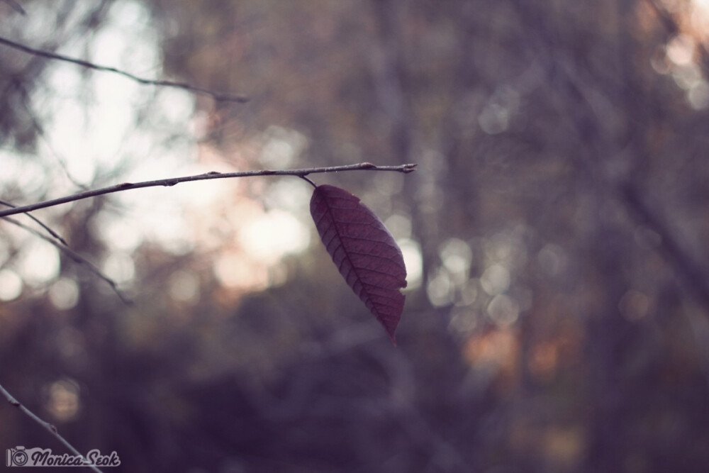 紫 叶子 秋 purple leaves