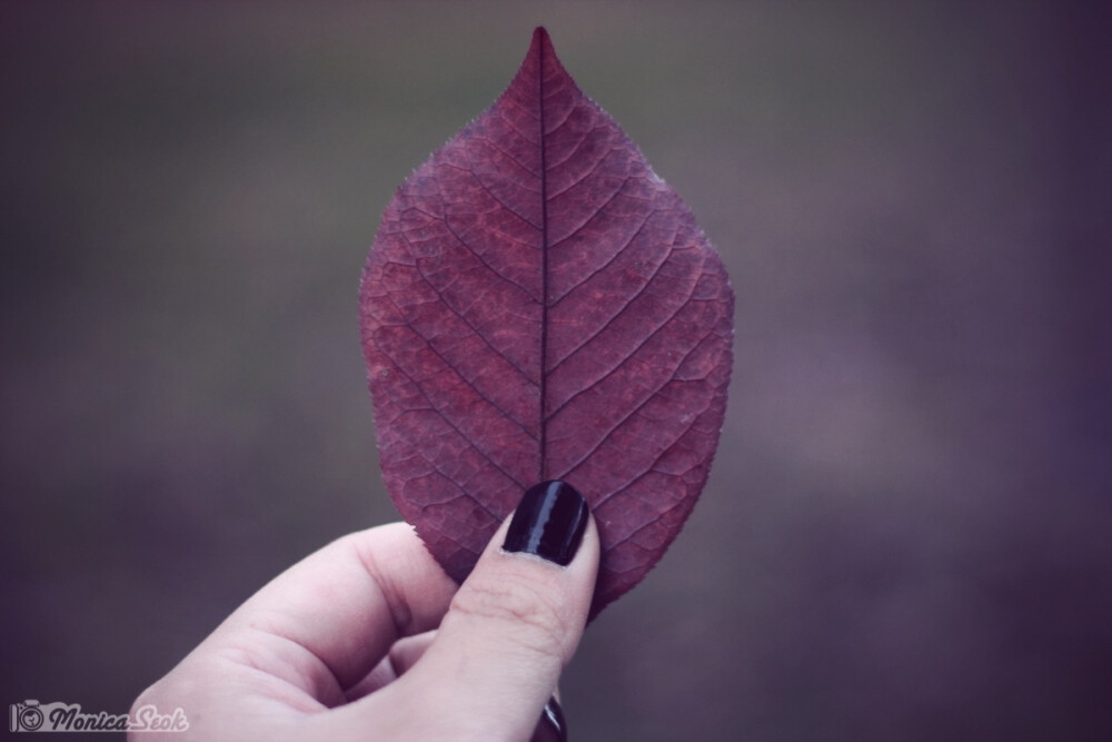 紫 叶子 秋 purple leaves