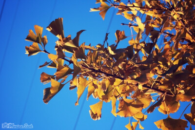 银杏 叶子 秋 leaves