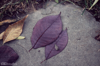 紫 叶子 秋 purple leaves