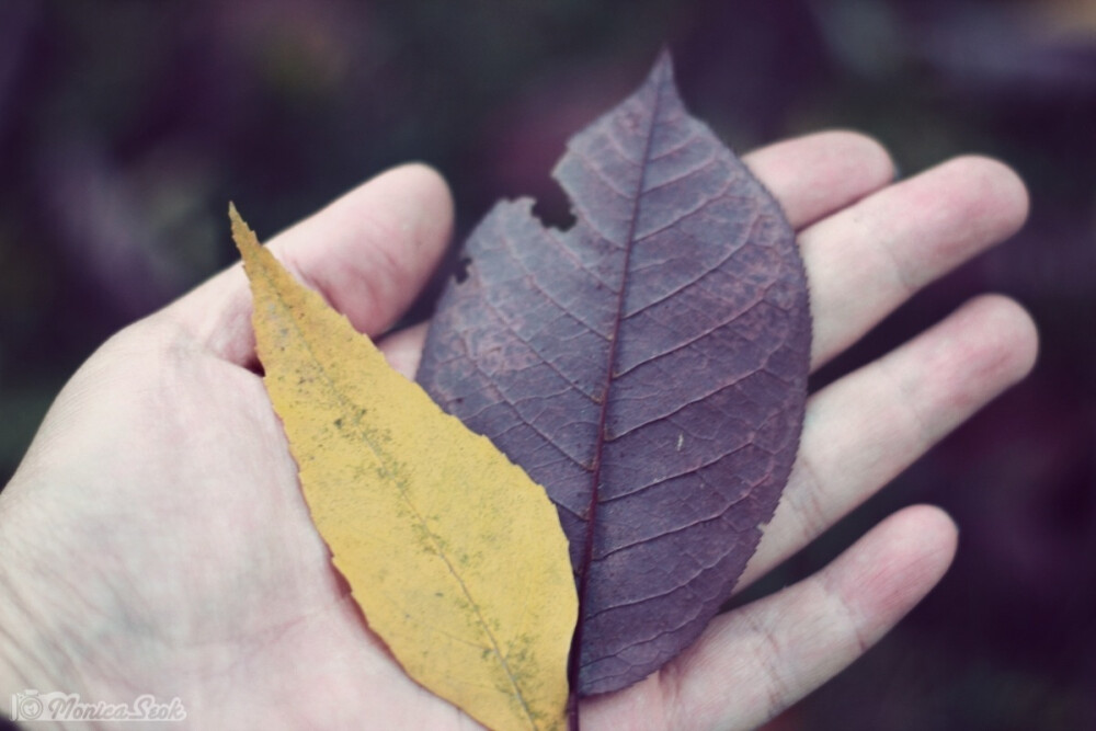 紫 黄叶 叶子 秋 purple leaves