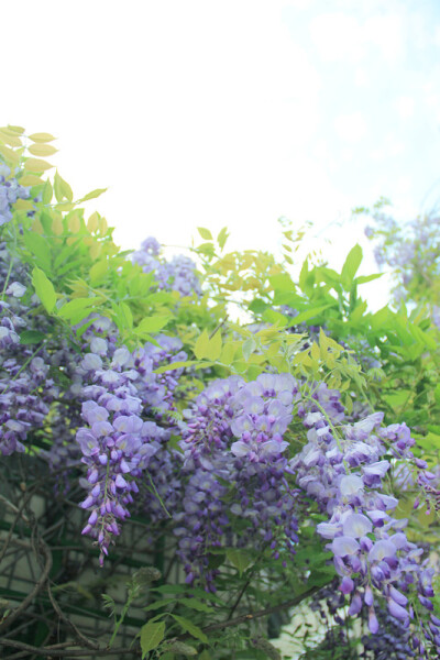 【台北】淡水 紫藤花