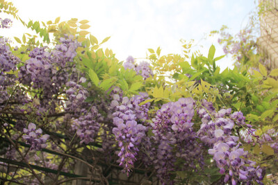 【台北】淡水 紫藤花