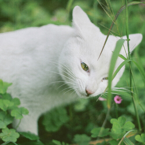 绿眼睛的白猫图片