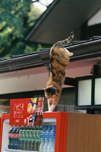 日本的猫猫都很快乐自由