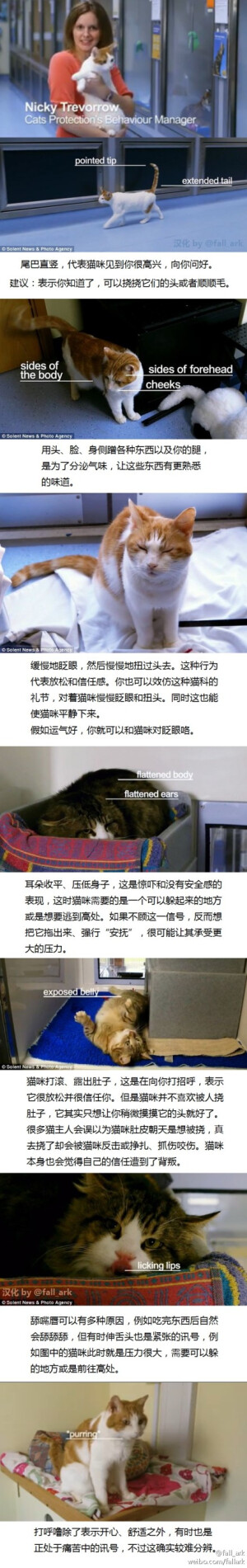 猫咪的各种动作代表什么动作