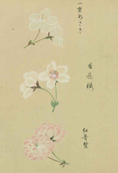 『浴恩春秋両園.桜花譜』来自松平定信編・谷文晁原画 于1822年。是卷轴样式的樱花图谱，里面记录了约124种 不同类型的樱花，工笔的樱花图谱实在太美。图片来自日本国立国会图书馆的扫描件。