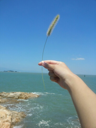 东山岛的马銮湾，阳光，空气，海洋。还有狗尾巴~