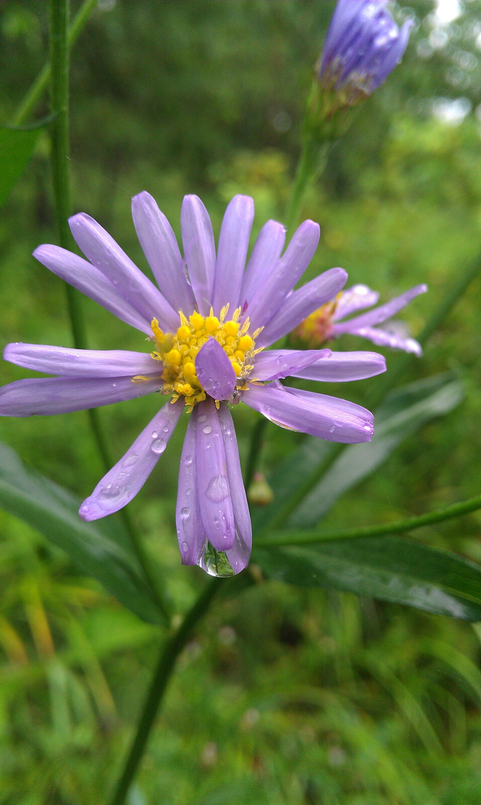 漠河之花