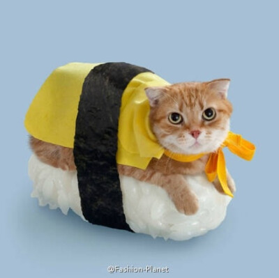 Sushi Meow