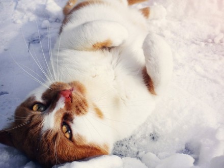 雪地里打滚的猫咪 图片来源于http://www38533.com