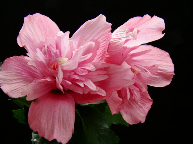 重瓣红花木槿即锦葵科木槿属植物木槿（Hibiscus syriacus L.）的花，木槿花多色艳，非常美丽。是作自由式生长的花篱的极佳植物。适宜布置道路两旁、公园、庭院等处，可孤植、列植或片植。木槿花也可以作为一种中药使用，同时可以食用。并且历代的诗文都有对木槿花的记述。木槿花是韩国的国花。