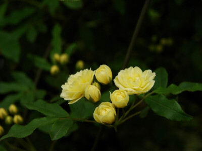 重瓣黄木香；落叶或半常绿攀援灌木，有刺或无刺。花期4—6月，果期10月。