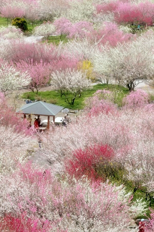 日本樱花