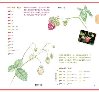 用色铅笔清新细腻的色彩，和花草果实们来一场幸福的邂逅吧！