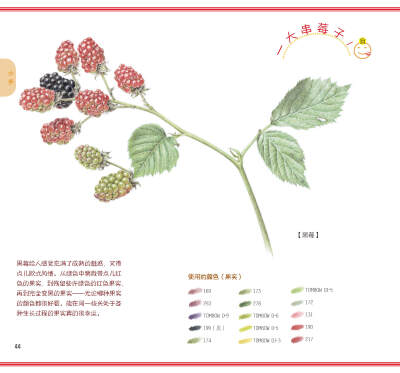 用色铅笔清新细腻的色彩，和花草果实们来一场幸福的邂逅吧！