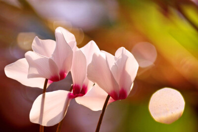 仙客来（Cyclamen persicum），别名萝卜海棠、兔耳花、兔子花、一品冠、篝火花、翻瓣莲，是报春花科仙客来属多年生草本植物。