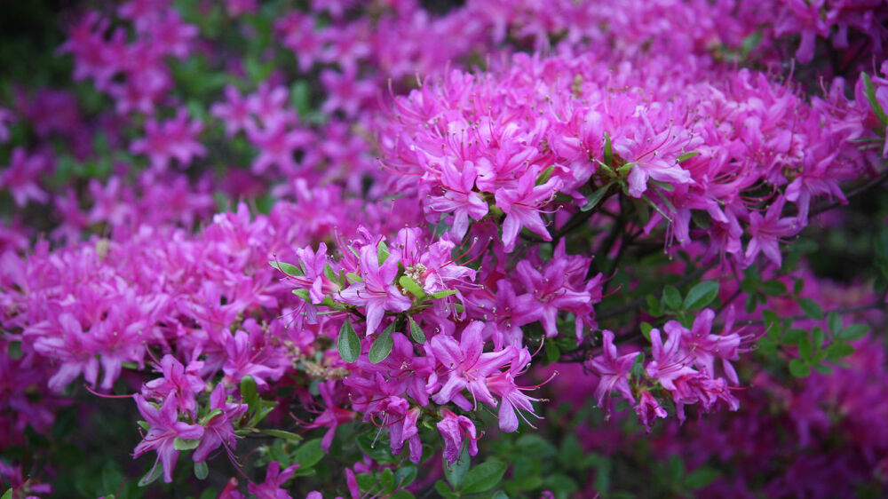 映山红，在所有观赏花木之中，称得上花、叶兼美，地栽、盆栽皆宜，用途最为广泛的。映山红素有“木本花卉之王”的美称，古今中外的文人墨客作了许多赞诵映山红的美文诗句，如宋代杨万里的一首“何须名苑看春风，一路山花不负侬。日日锦江呈锦样，清溪倒照映山红。”颂扬了映山红质朴、顽强的生命力。