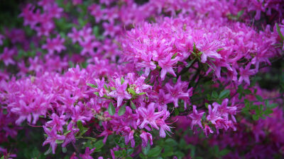 映山红，在所有观赏花木之中，称得上花、叶兼美，地栽、盆栽皆宜，用途最为广泛的。映山红素有“木本花卉之王”的美称，古今中外的文人墨客作了许多赞诵映山红的美文诗句，如宋代杨万里的一首“何须名苑看春风，一路…