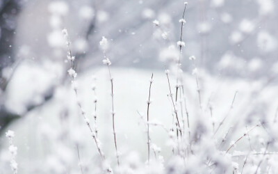 期待一场大雪