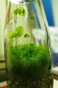 生态瓶