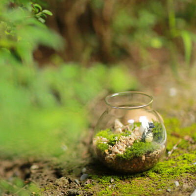 苔藓微景观