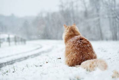 [弄雪]