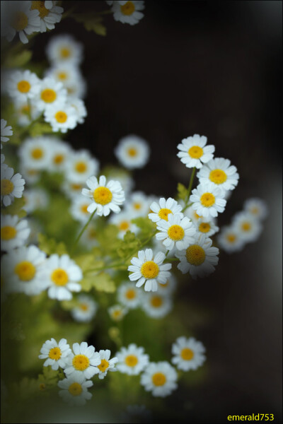 雏菊的花语是——隐藏在心中的爱。缪塞的诗里写 “我爱着，什么也不说； 我爱着，只我心理知觉； 我珍惜我的秘密，我也珍惜我的痛苦； 我曾宣誓，我爱者，不怀抱任何希望， 但并不是没有幸福—— 只要能看到你，我就…