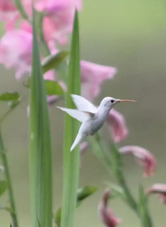 萌鸟