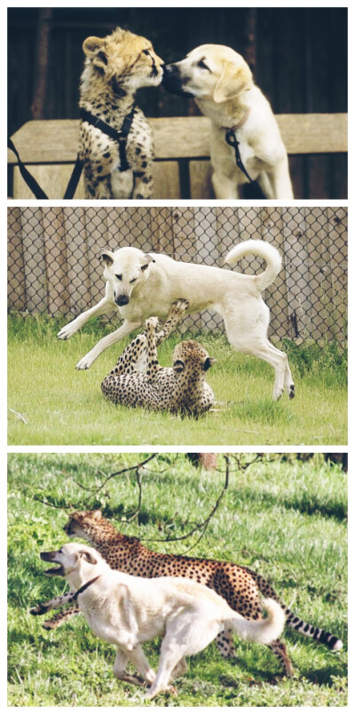  ALEXA AND SAHARA AT 10 YEARS OF AGE.猎豹撒哈拉和安纳托利亚牧羊犬Alexa，他们是好盆友.。❤它们有着10年的友谊❤