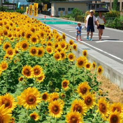  镜头下的日本：岐阜县大垣市，花田边。摄影by PRS。