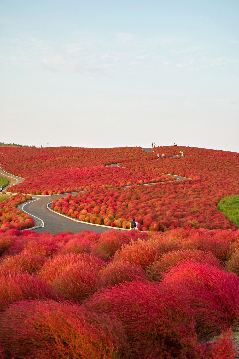 Hitachi Seaside Park, Japan-日立海滨公园，日本：不到两个小时的路程，人们就可以从东京前往日立海滨公园。日立海滨公园就像一块调色板，随着季节的变化，公园里的颜色也随之变化，使得公园全年都成为花卉美丽的天堂。提到日立海滨公园，一定不能忘记公园里由花卉形成的河流，它的美妙别有一番风味。