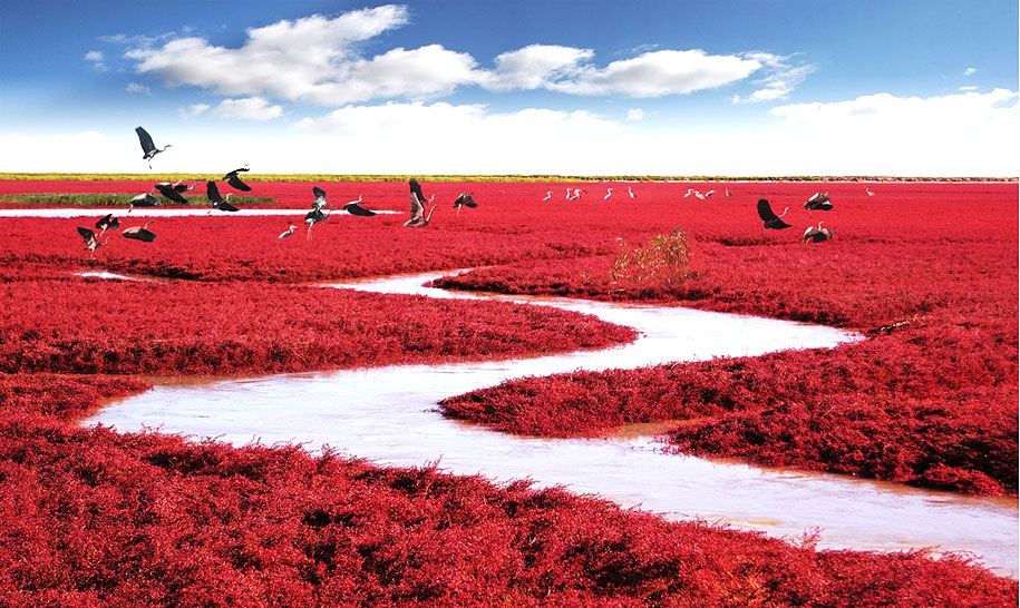 Red Beach, Panjin, China-红海滩，盘锦，中国：著名的红海滩风景区坐落于辽宁省盘锦市大洼县王家镇和赵圈河乡境内，总面积20余万亩。这里以举世罕见、闻名遐迩的红海滩为特色，以全球保存得最完好、规模最大的湿地资源为依托，以世界最大的芦苇荡为背景，再加上碧波浩渺的苇海，数以万计的水鸟和一望无际的浅海滩涂，成为一处自然环境与人文景观完美结合的纯绿色生态旅游系统。