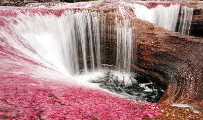 哥伦比亚，彩虹河 (Rio Cano Cristales)