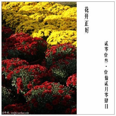 花开正好