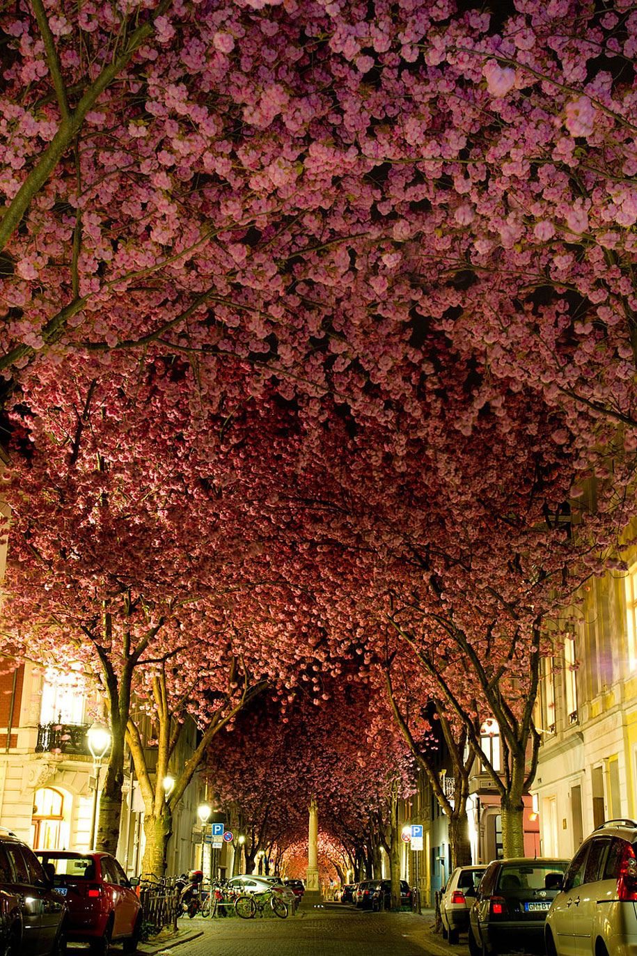 Street in Bonn, Germany-德国波恩街道：Cherry Brick Road是一条全球著名的道路，道路两边皆是樱花，形成的道路景象有别于樱花之国日本，少了一丝禅意，却多了一缕欧式的浪漫情怀！樱花灿烂下，只为在最美的时刻遇见最美的你！